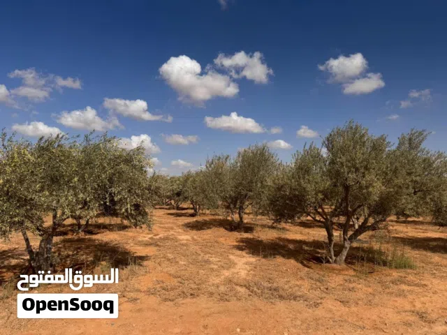 بيع اشجار زيتون مثمرة جدآ الشجرة