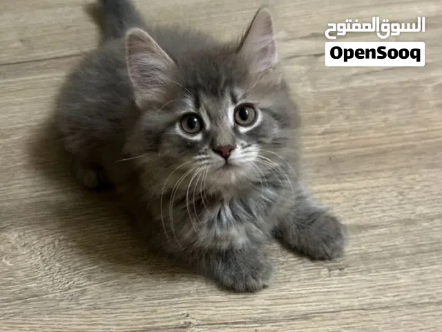 norwegian kitten