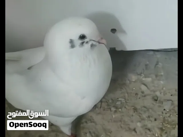Modena pigeon (white modena)