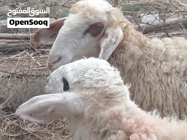 زوج وراجين سمان للبيع صحه جيده يرهمن قصابه او جني