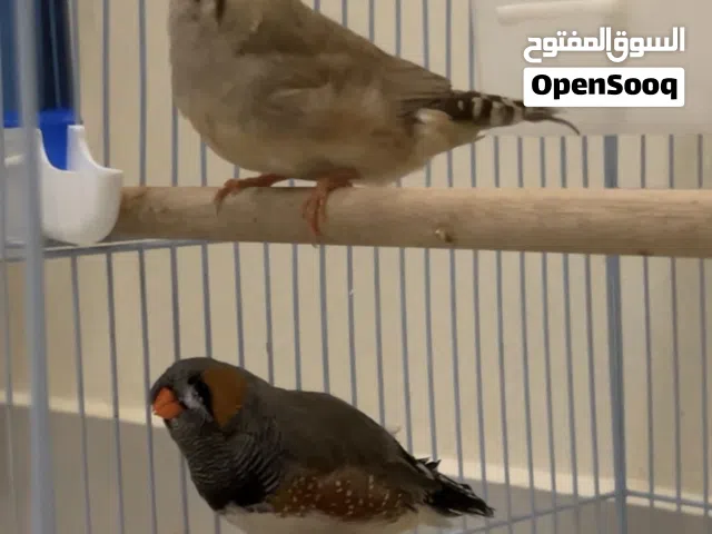 زيبرا سوبر جامبو