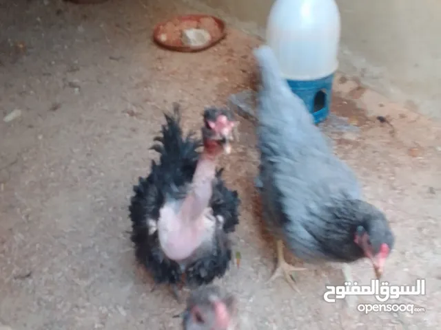 دجاج وبط للبيع