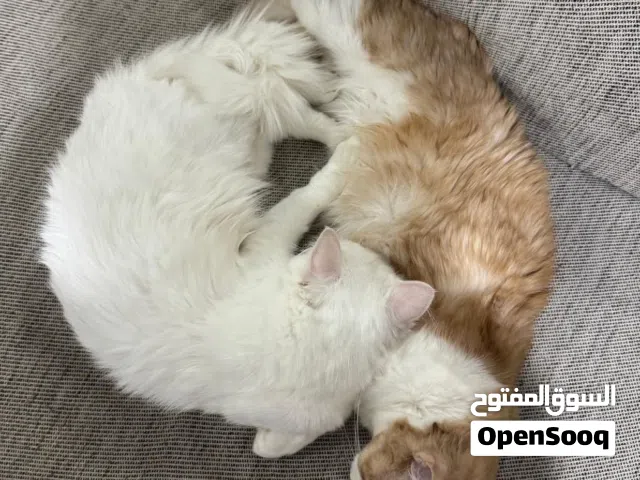 القططين للتبني