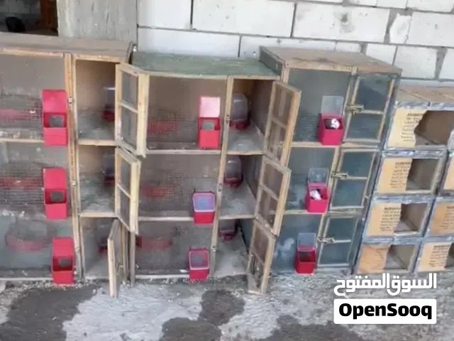 للبيع خانات ام 3 كاملات من كلش وكشوانيات