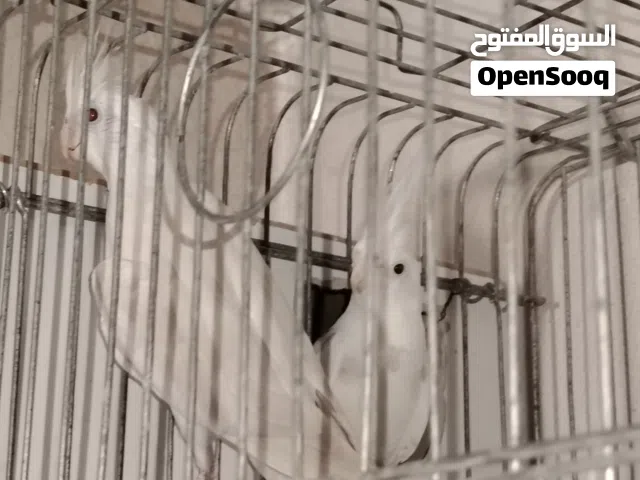 جوز كوكتيل شغلات للبيع داخل عجلون عنجره