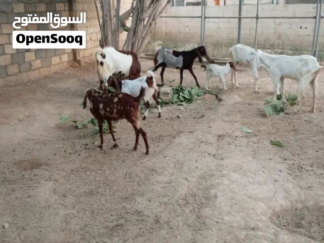 15 راس اغنام باكستانية للبيع