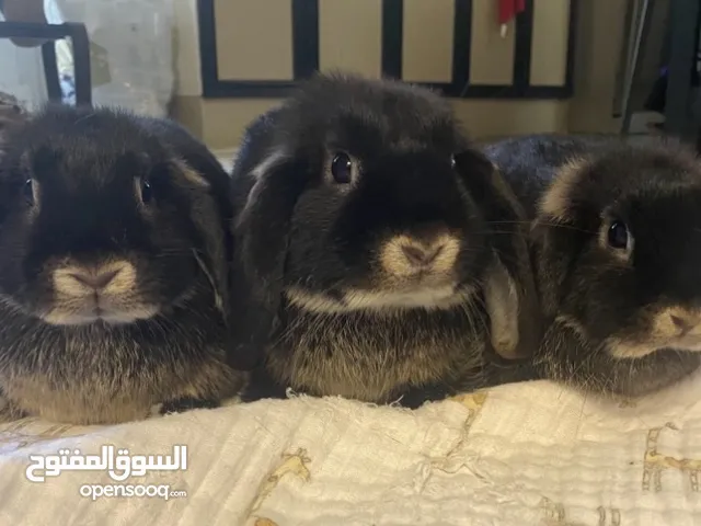 Adorable Holland Lop Bunnies