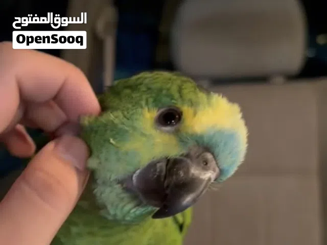 امازون بلو فرنتد