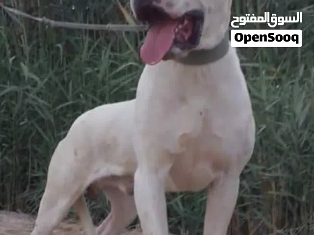 دوكو ارجنتينو
