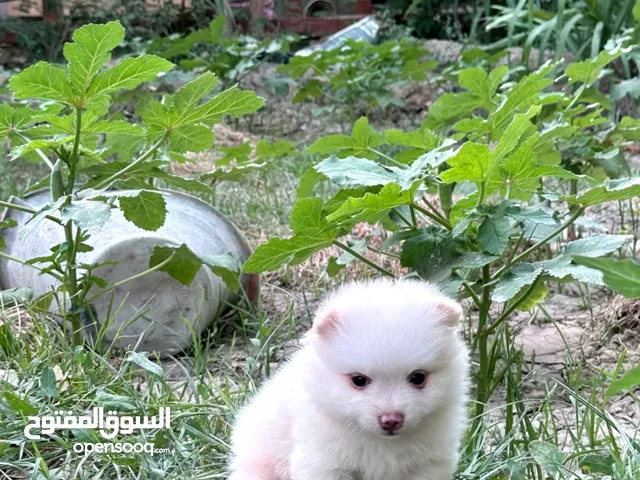 جرو بومرنيان اصل بدون تهجين
