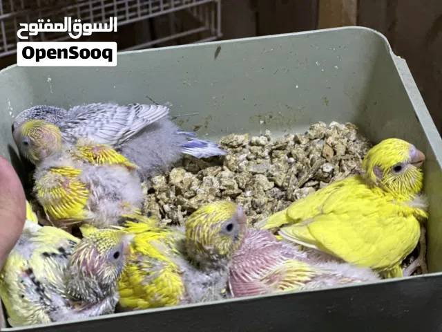 طيور الحب طائر البادجي