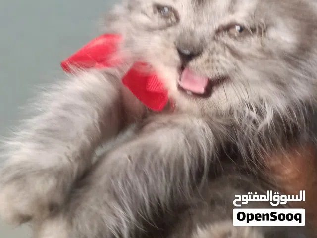 بيع قطط شيرازي شانشيلا