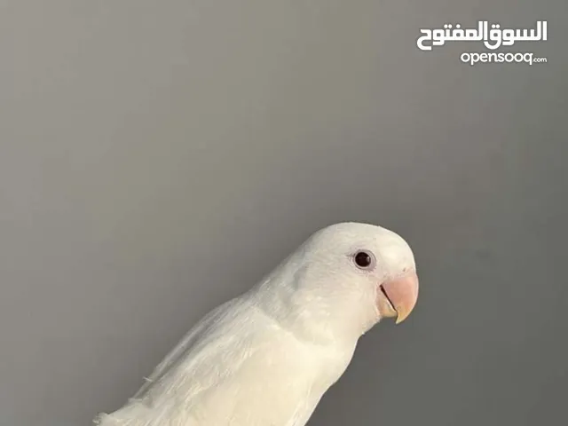 طيرة روز البينو+علبة سيريلاكexact