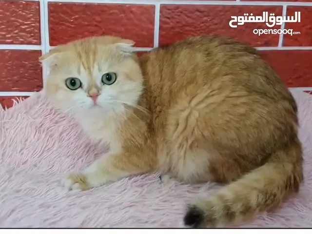 Castrated 5 years old ny12 Golden chinchilla Scottish fold