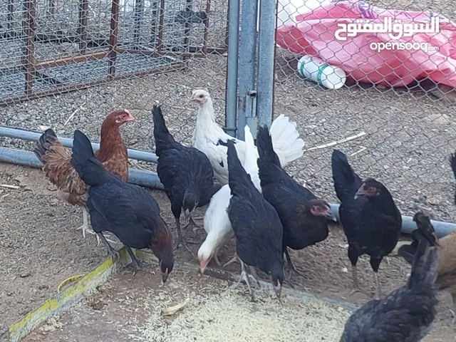مطلوب دجاج محلي بياض