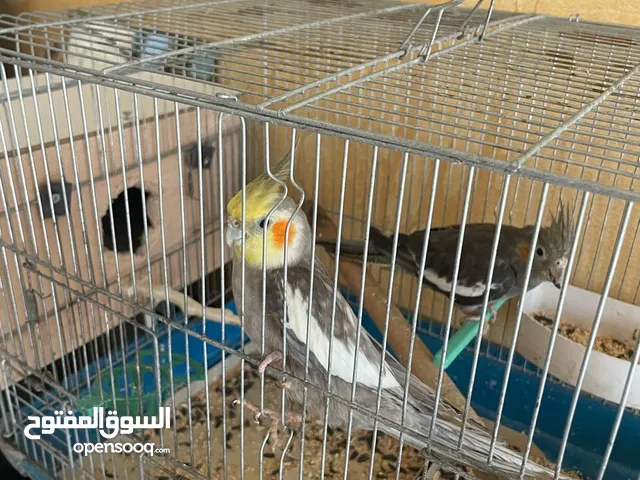جوز كوكتيل للبيع شغالات