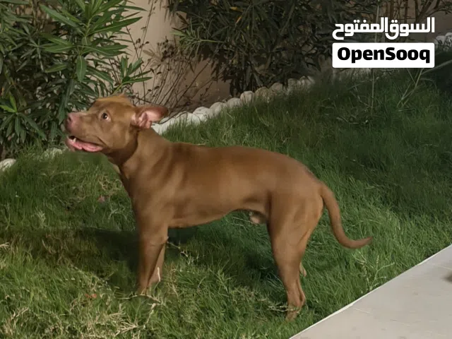 كلب بيتبول نقي للبيع أصل أمريكي سعره جداً مناسب