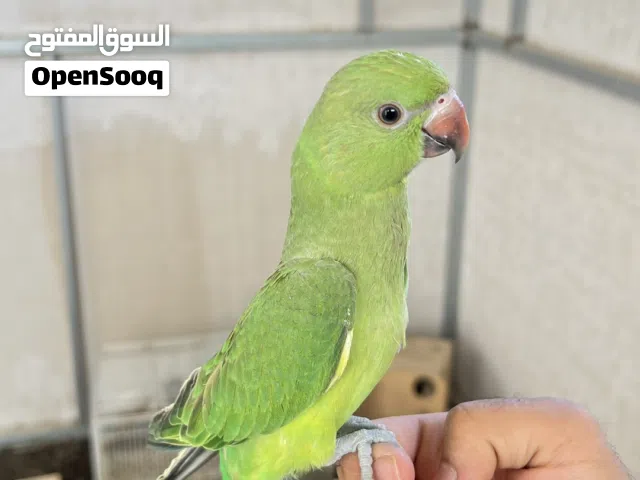 طير متو ببغاء هندي اخضر اليف للبيع