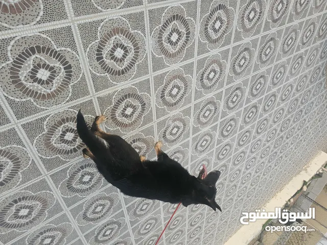 Male's for mating import ذكور جيرمن مستوي عالي للتزاوج فقط مستوردين