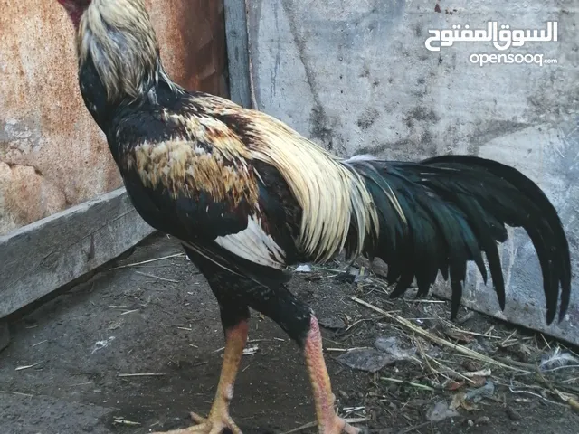 لمراوس اب دجاج عرب