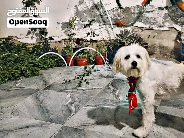 كلبه زينة للبيع