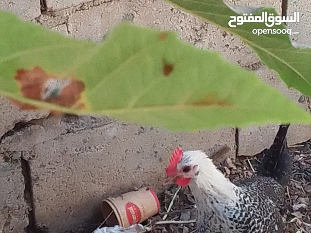يوجد دجاجه باكستانيه مع ديك فيومي عمر ثلاث شهور