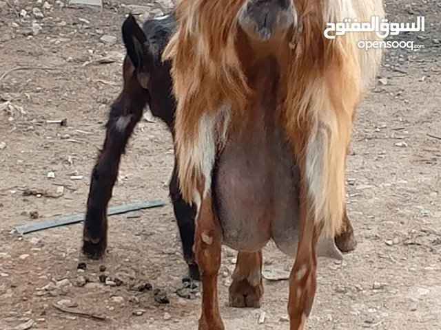 للبيع عنز كفاله حليب معها توم جديان وتيس كفاله هداد يقوم 100عنز