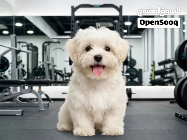 للبيع: جروة مالتيبو (Maltipoo) مميزة جداً