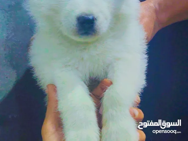 كلب هاسكي بيور عيون زرقاء