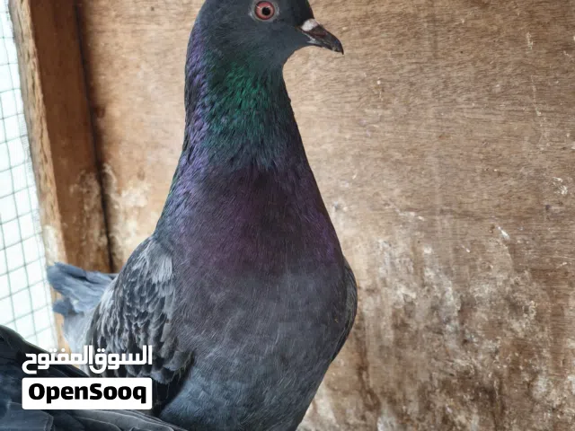 زوج طيور لوت قفلهن 15 مكاني ابو الخصيب العوجه