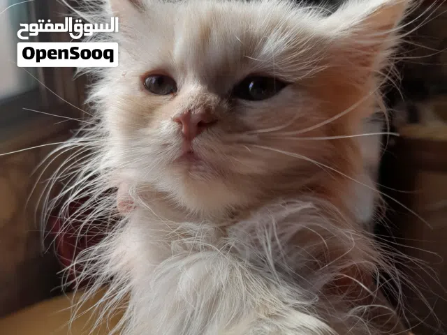 قط شيرازي للبيع