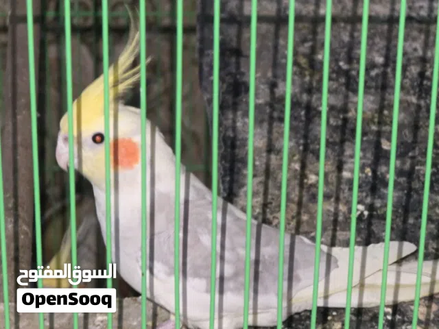 زوج كوكتيل الذكر مسوبع والنثيه شكريه طيور بزارات مشروطات