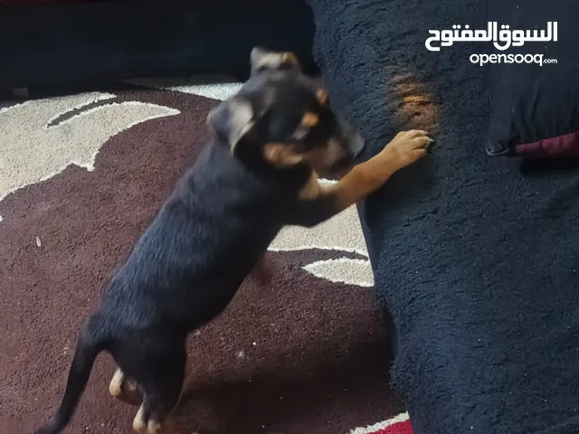 انثى جبرمن روت دم حامي التواصل المعلومات اكثر