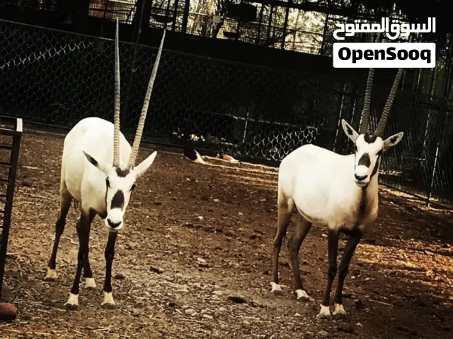 للبيع زوج المها العربي