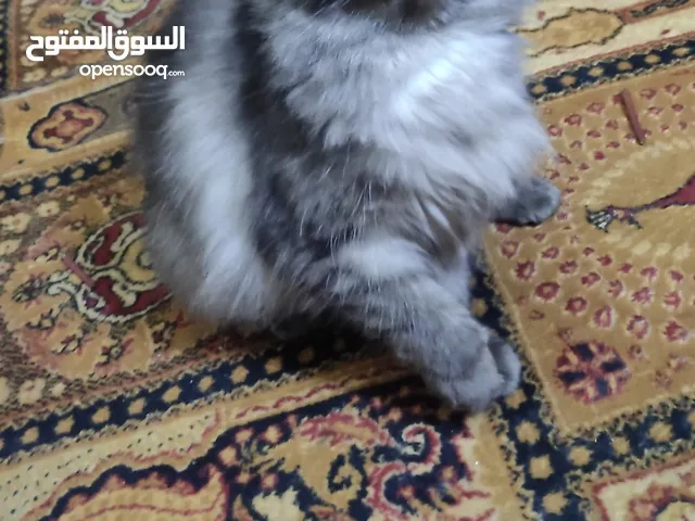 أروع زوج قطط  شيرازي ذكر أسود وأنثى رمادي لون ملكي  وخلفتهم قطط نادرة تجنن