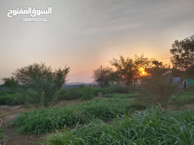 Farm Land for Sale in Buraimi Mahdah