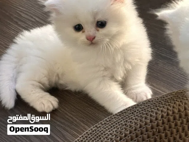 قططأ ب للكل وقابل للتفاوض  الواحد ب 450