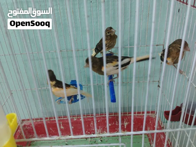كناري للبيع
