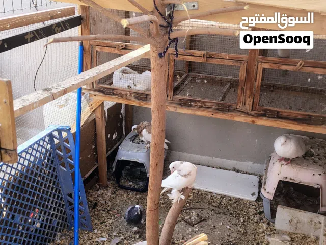 breading pair for sale