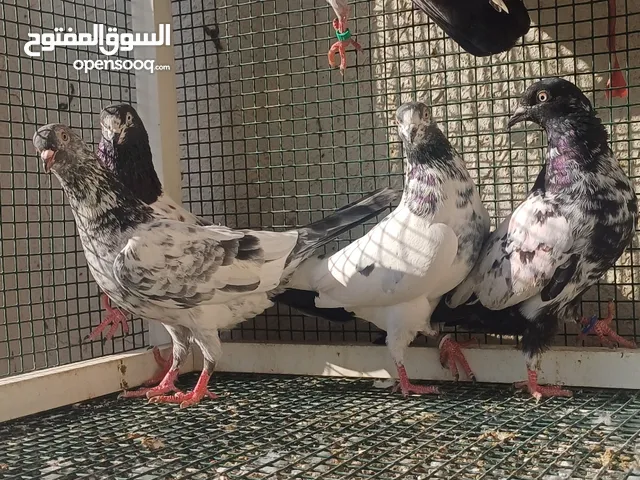 Pakistani pigeons for sale