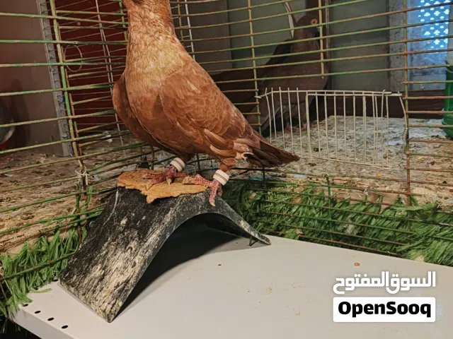 6فحول وطيرتين للبيع