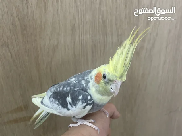 بغبغاء كروان ذكر ألوان مميزة منتج