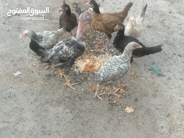 السلام عليكم دجاج عمر 3اشهر ونص صاحيات خير من الله العدد 9 دجاجات 8 وديج المكان خمسه ميل الشراي يتصل