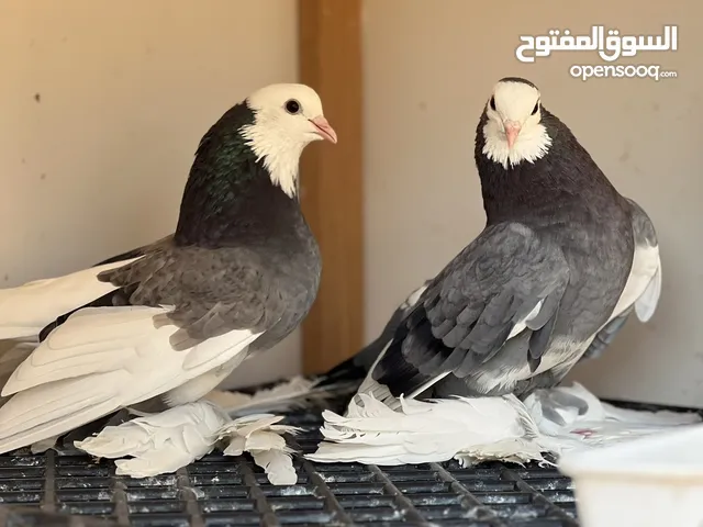 السلام عليكم متاح زوز كوبيات هزاز كوبية طرمبيط رباعي وكوبية ذكر اكحل وانتاية بيضاء موصفات ربي يبارك