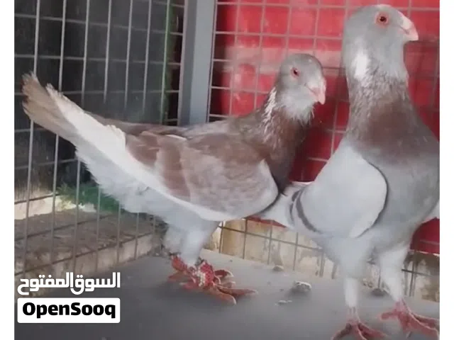 متاح جوز بلق نخب