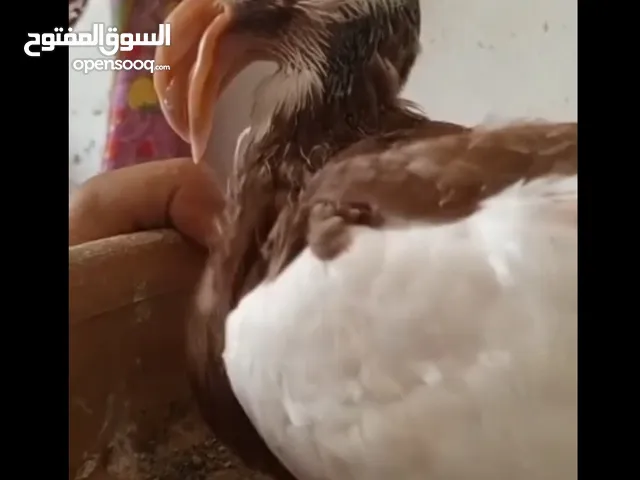 فرخين معاكيف