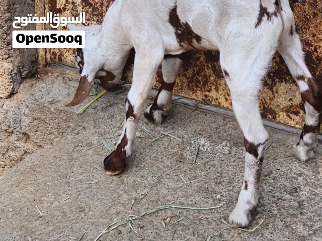 تيس لون ثلجي فاخر من الحلال الصلالي