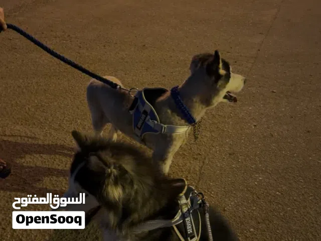 ذكور هاسكي لتلقيح