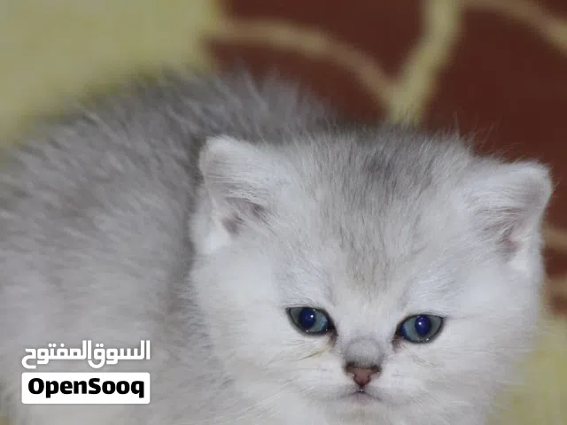 ذكر سلفر شيدد العمر 56 يوم الجادين فقط يبعتو واتس واذا عنجد بدك ياه ما راح أقصر معاك بسعره