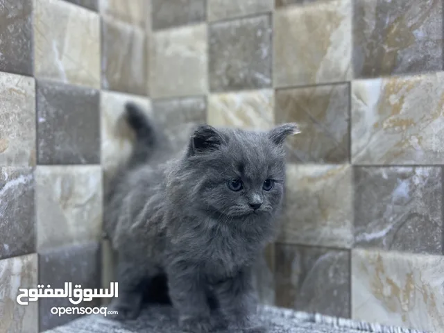 بيرشن رومادي ذكر  عمر شهرين فول الافه